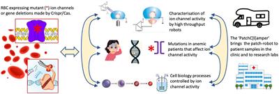 The Function of Ion Channels and Membrane Potential in Red Blood Cells: Toward a Systematic Analysis of the Erythroid Channelome